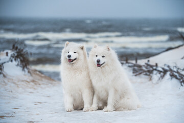 Fototapeta premium Two Samoyed white dogs are on snow sea beach in Latvia