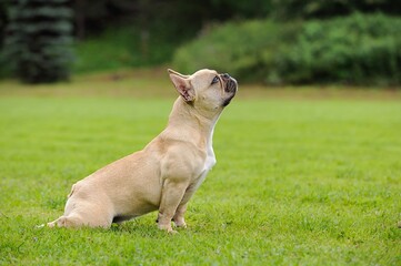 Obraz premium french bulldog puppy