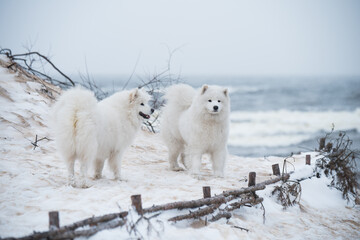 Fototapeta na wymiar Two Samoyed white dogs are on snow sea beach in Latvia