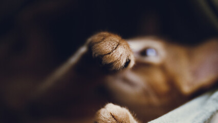 
Abyssinian cat 