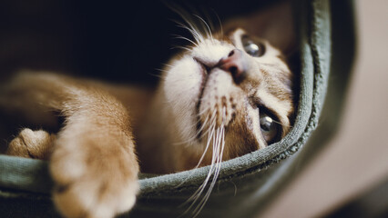 Abyssinian cat looking up