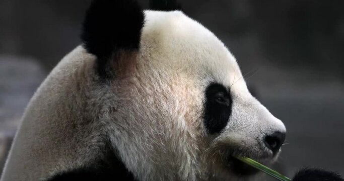 Close up of big panda chewing bamboo