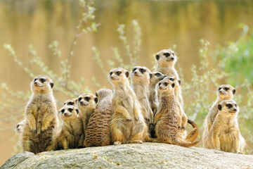 Suricate or meerkat (Suricata suricatta) family Earth males looking for enemies look in all directions Erdmännchen - obrazy, fototapety, plakaty