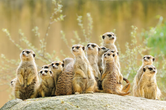 Suricate or meerkat (Suricata suricatta) family Earth males looking for enemies look in all directions Erdmännchen