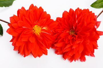 Two large bright red dahlia flowers on a white background