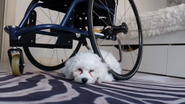 an empty wheelchair in a room next to a white dog, a Bichon Frize puppy. Therapies and Activities in Rehabilitation of Children with Cerebral Palsy.	