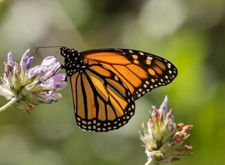 Fototapeta na wymiar African Monarch Butterfly
