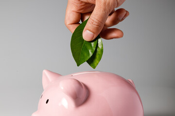 Sustainability and green business concept, Hand putting a green leaf into Piggy bank