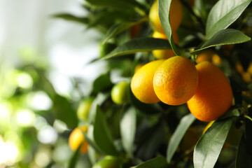 Kumquat tree with ripening fruits outdoors, closeup. Space for text