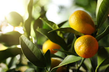 Kumquat tree with ripening fruits outdoors, closeup