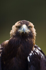AGUILA IMPERIAL  IBERICA- SPANISH IMPERIAL EAGLE Eagle  (Aquila adalberti).  Iberian Imperial Eagle. Spain