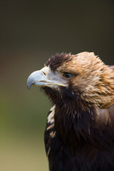 AGUILA IMPERIAL  IBERICA (Aquila adalberti).  Iberian Imperial Eagle. Spain