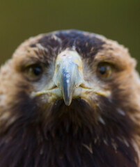Fototapeta premium AGUILA IMPERIAL IBERICA (Aquila adalberti)