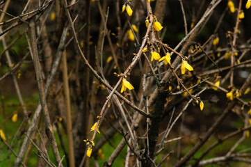 yellow flowers on the branches of the bush in spring
