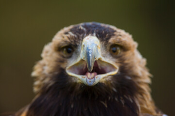 AGUILA IMPERIAL  IBERICA (Aquila adalberti)