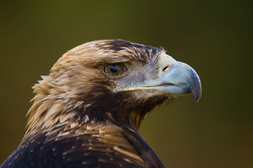 AGUILA IMPERIAL  IBERICA- SPANISH IMPERIAL EAGLE Eagle  (Aquila adalberti).  Iberian Imperial Eagle. Spain