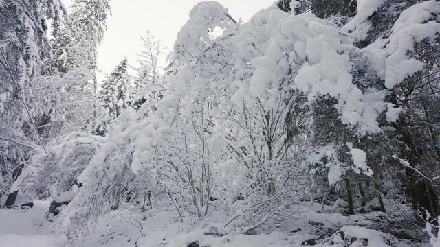 Trees In Forest Covered With Snow In Sixt-Fer-a-Cheval, France During Winter. - handheld