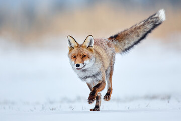 Beautiful young red fox (Vulpes vulpes). Fox looking for food under the snow. Wildlife scene with nature predator. Animal in natural environment.