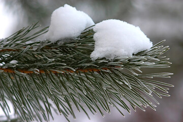 white snow on a fluffy pine branch