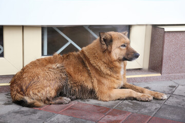 Homeless dog on city street. Abandoned animal