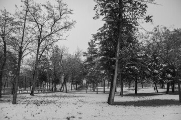 snow covered local forest park