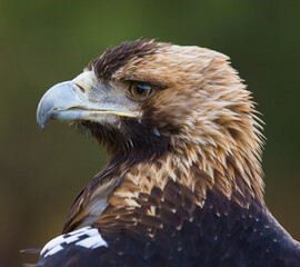 AGUILA IMPERIAL  IBERICA (Aquila adalberti)