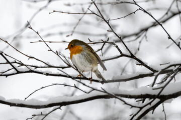 robin on a snowy branch in winter