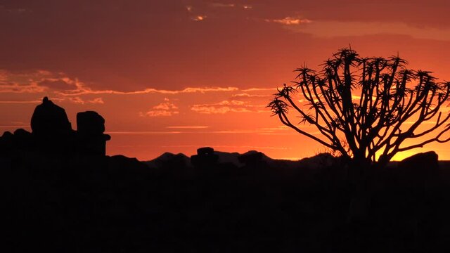 Namibia. Landscape view of quiver trees at sunset, southern Africa.