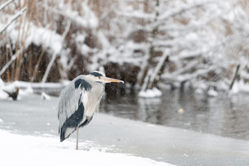 snowy egret in winter