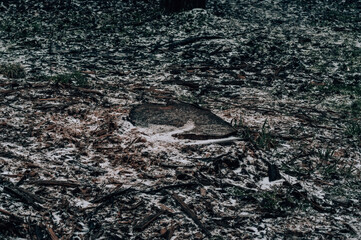 forest in spring on a cloudy day