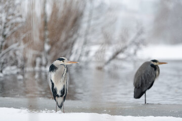 pair of herons by icy lake