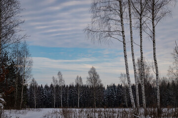 winter landscape with three birches ,snow and beautiful dramatic sky. Cute Latvian landscape.