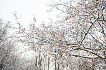 Winter snowy day. Winter scene. Snow covered trees in forest. Beautiful wintertime nature landscape.