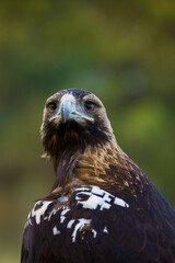 AGUILA IMPERIAL  IBERICA (Aquila adalberti)