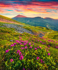 Naklejka na ściany i meble Beautiful Carpathians scenery. Blooming pink rhododendron flowers on the Carpathians hills. Stunning summer sunset on Carpathian mountains, Ukraine, Europe. Beauty of nature concept background..