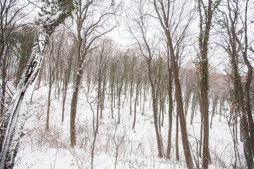 Winter snowy day. Winter scene. Snow covered trees in forest. Beautiful wintertime nature landscape.