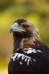 AGUILA IMPERIAL  IBERICA (Aquila adalberti)