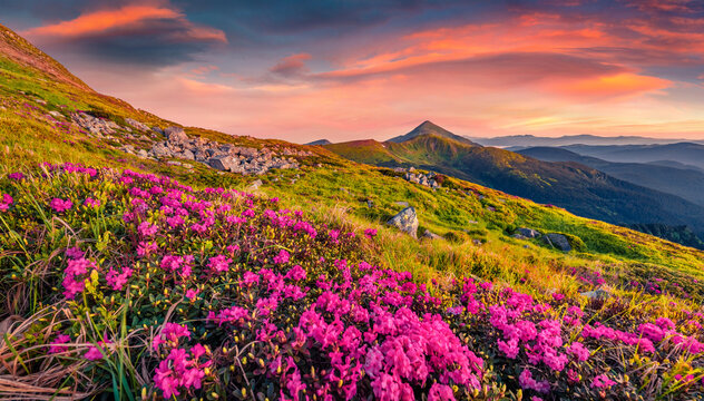 Landscape photography. Blooming pink rhododendron flowers on Chornogora ridge. Exciting summer sunrise in Carpathian mountains with highest peak Hoverla on background, Ukraine.