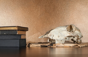 Skull of a ram and books lying on the table, in the background a gold-copper wall.