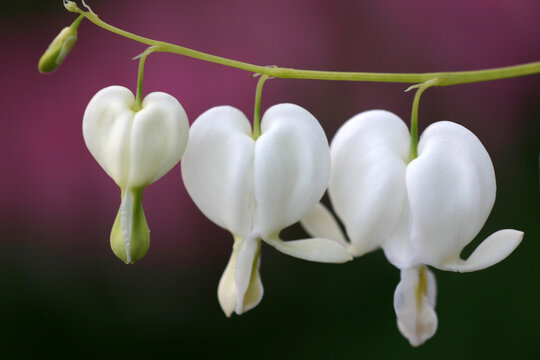 Valentin's day white bleeding heart and purple background valentine day of love