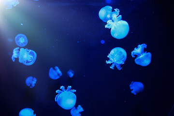 Jellyfish underwater. Cannonball jellyfish Stomolophus meleagris floating in deep blue water. Underwater life in ocean jellyfish. © Serenkonata