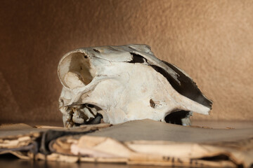 Skull of a ram and open book lying on the table, in the background a gold-copper wall.