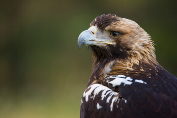 AGUILA IMPERIAL  IBERICA (Aquila adalberti)