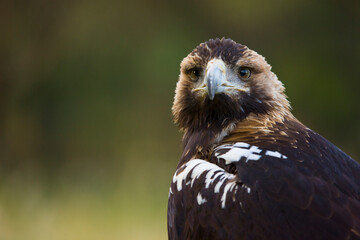 AGUILA IMPERIAL  IBERICA- SPANISH IMPERIAL EAGLE Eagle  (Aquila adalberti).  Iberian Imperial Eagle. Spain