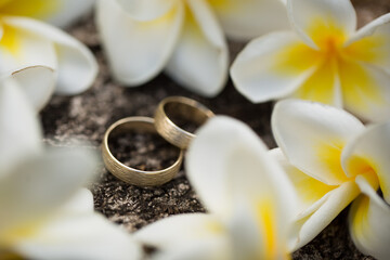 Wedding rings on the bark of a tree. Flowers plumeria.