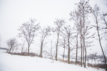 Fototapeta na wymiar Winter snowy day. Winter scene. Snow covered trees in forest. Beautiful wintertime nature landscape.