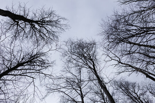 Barren tree tops against grey winter sky, high above