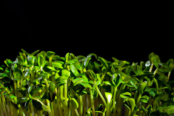 Young sunflower sprouts close up. Green shoots of sprouted grains. Shoots on a black background. Contrasting dramatic light as an artistic effect.