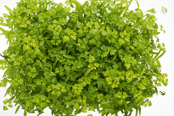 fresh micro greens, top view and white background 