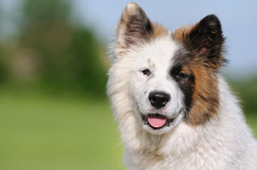 Elo Designer Dog Eloschaboro Bobtail Eurasier Chow-Chow Hybrid